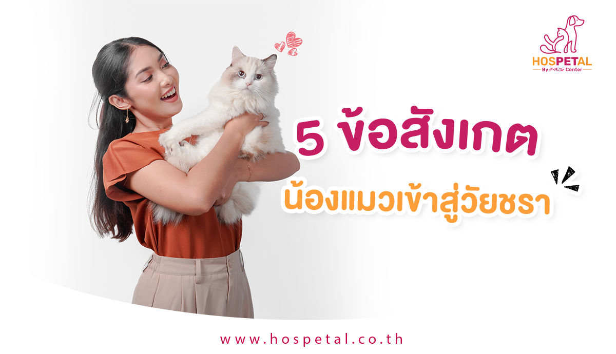 5 ข้อสังเกตที่บอกว่าน้องแมวเข้าสู่วัยชรา