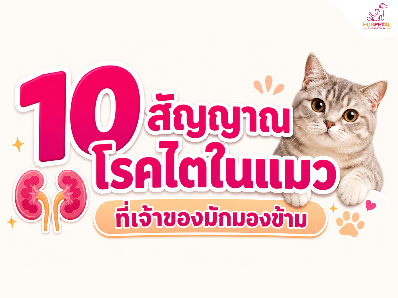 10 สัญญาณโรคไตในแมวที่เจ้าของมักมองข้าม