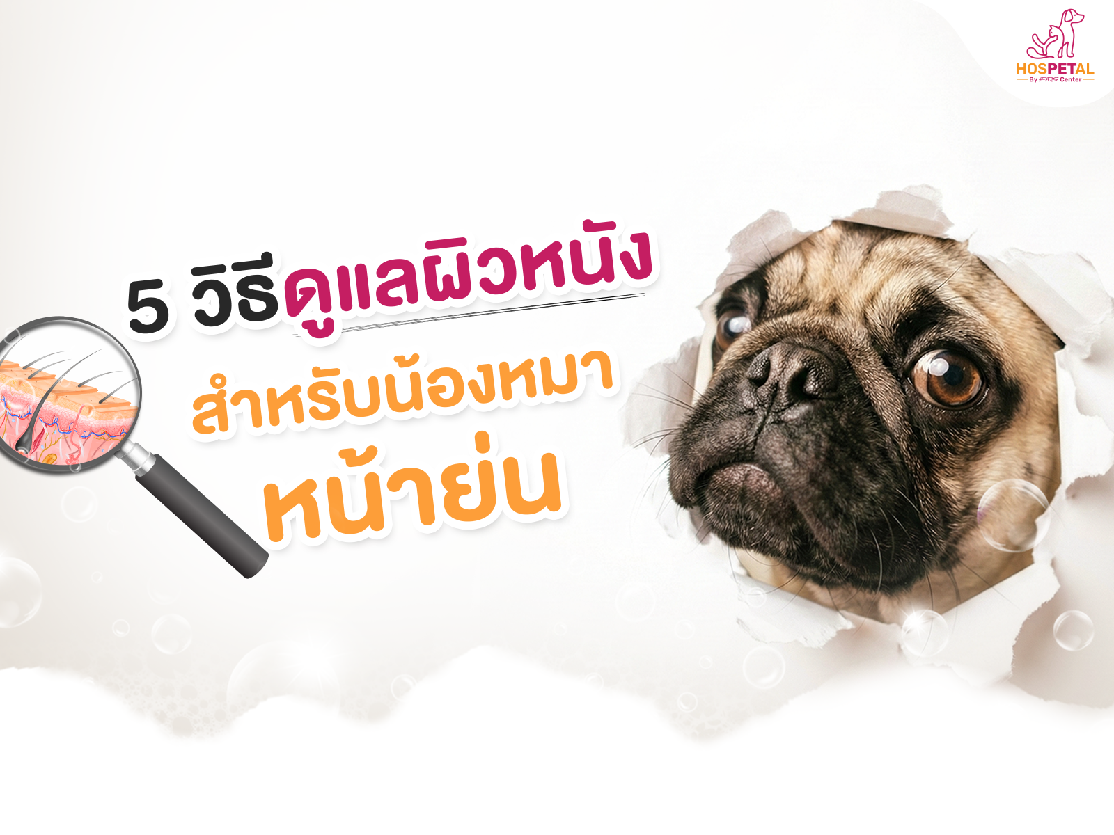 การดูแลผิวหนังสำหรับน้องหมาหน้าย่น