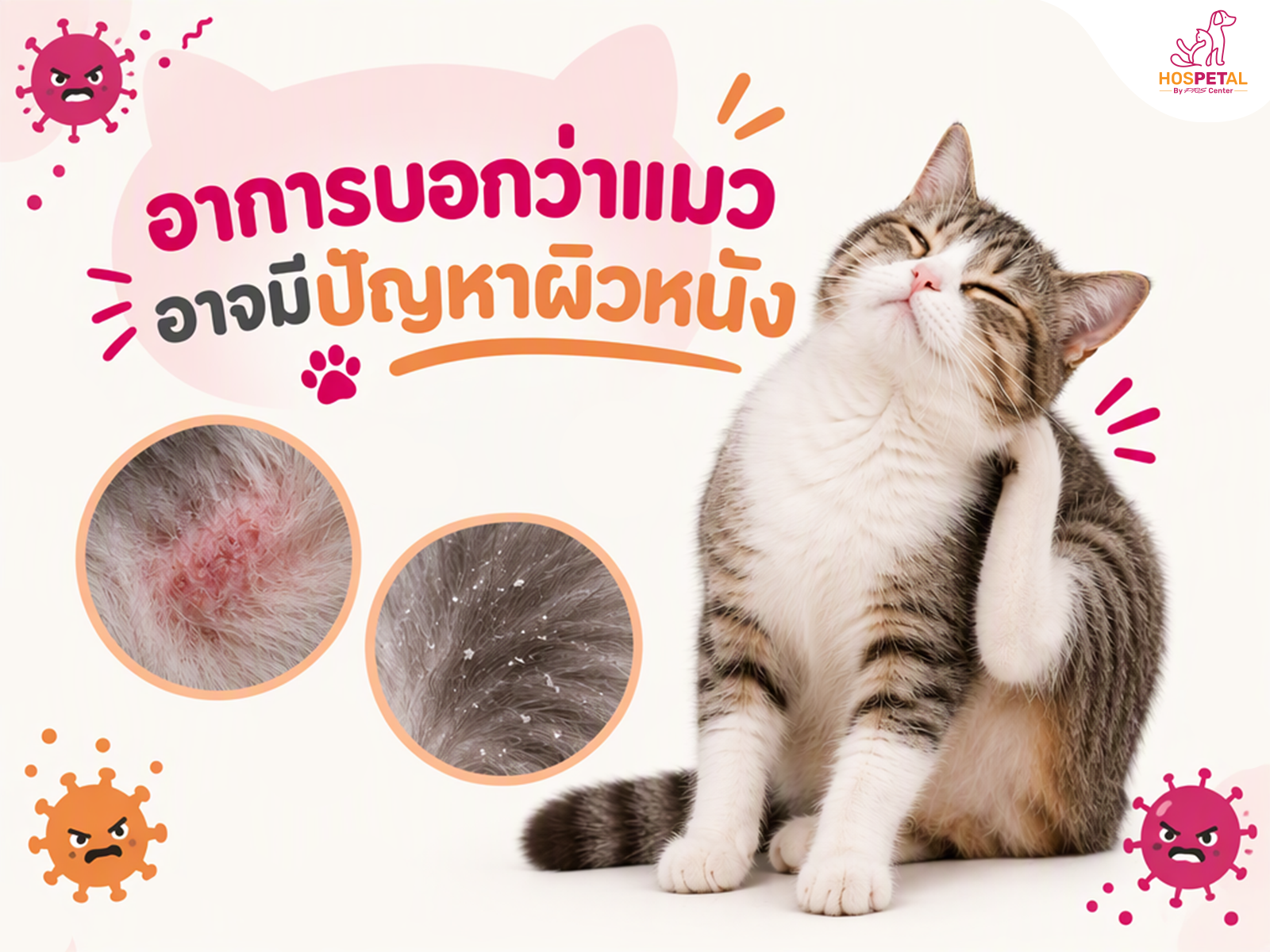 อาการบอกว่าแมวอาจมีปัญหาผิวหนัง