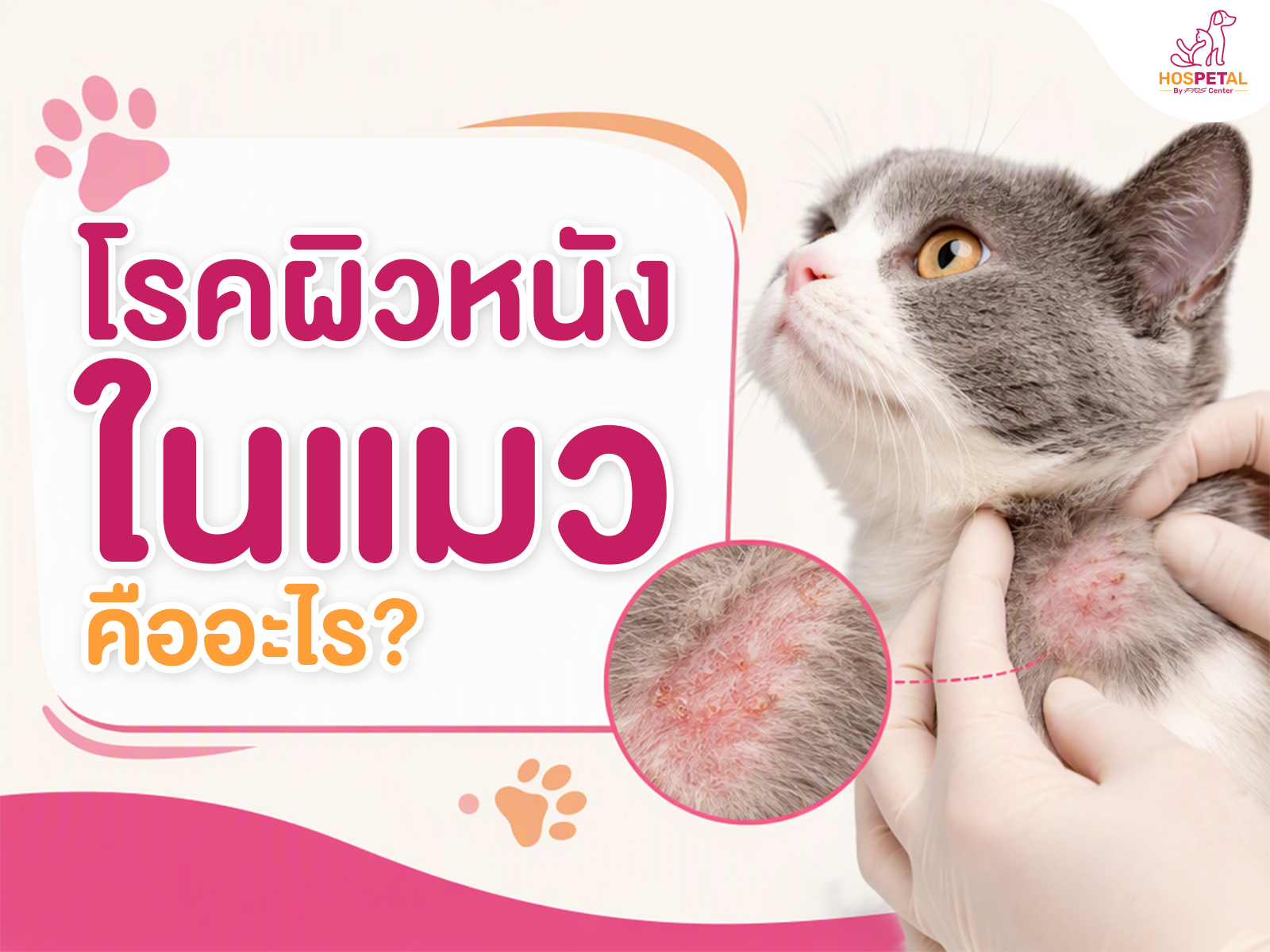 โรคผิวหนังในแมว คืออะไร