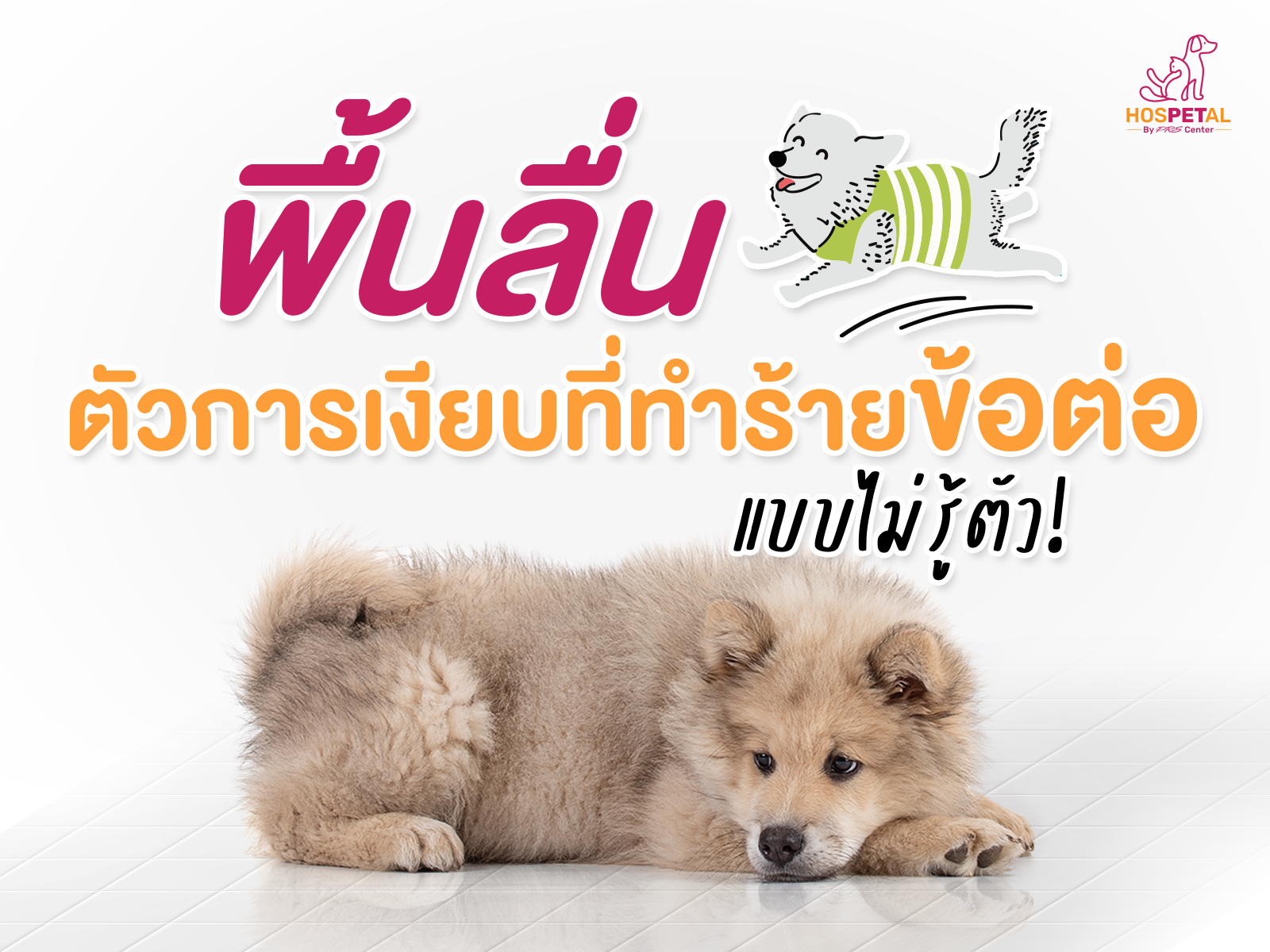 พื้นลื่นอันตรายต่อหมาแมว