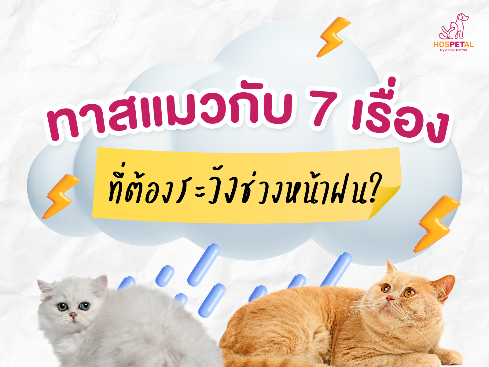 ทาสแมวกับ 7 เรื่องที่ต้องระวังช่วงหน้าฝน