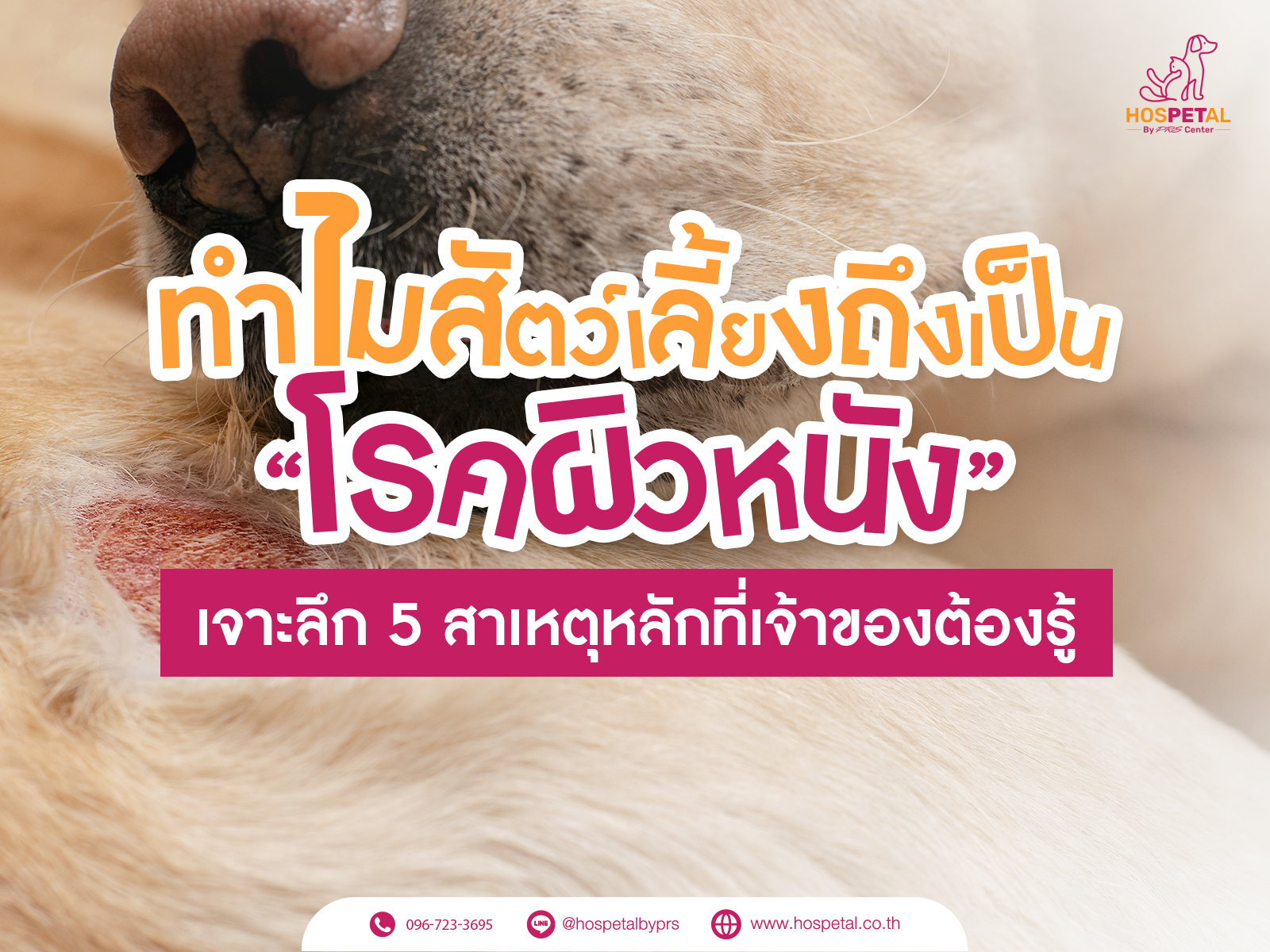 5 สาเหตุที่ทำให้สัตว์เลี้ยงเราเป็นโรคผิวหนัง