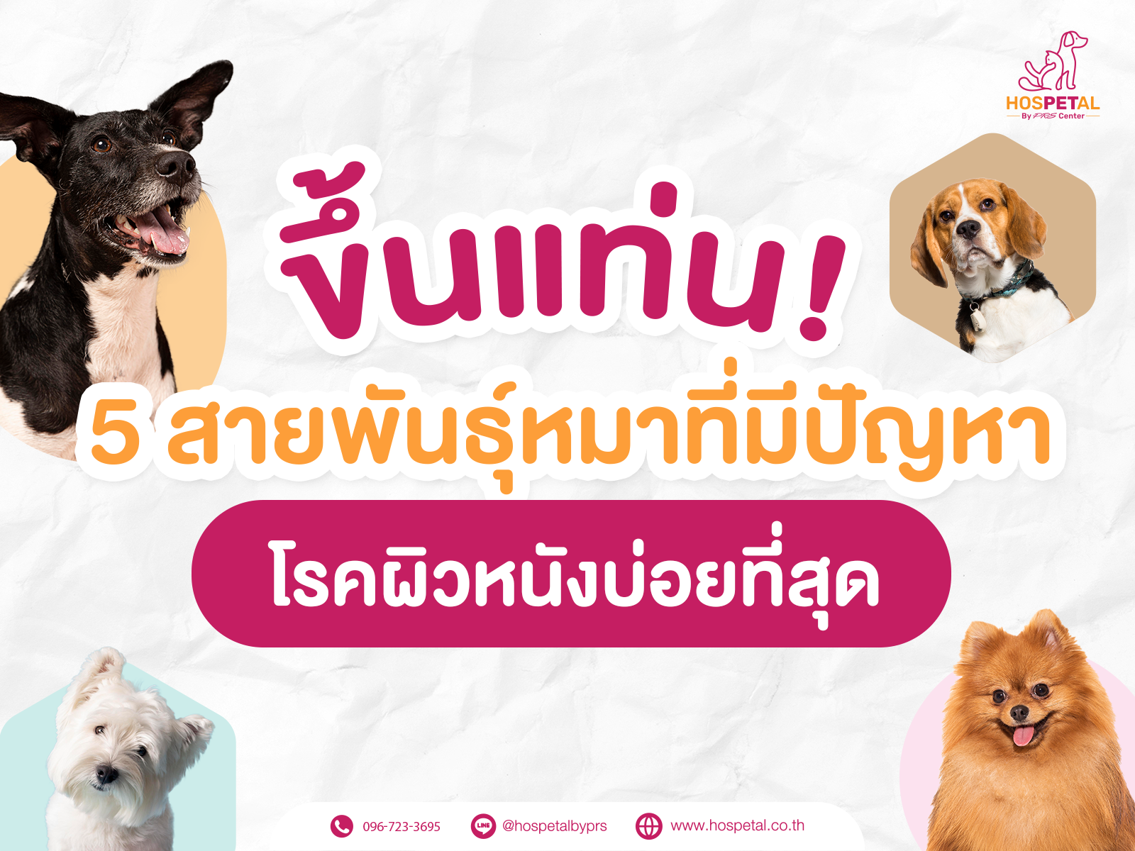 5 สายพันธุ์สุนัขที่มีปัญหาผิวหนัง