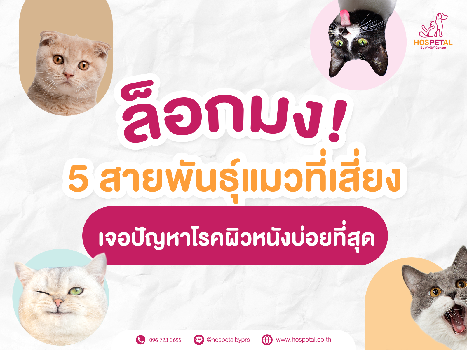 5 สายพันธุ์แมวที่มีปัญหาผิวหนัง