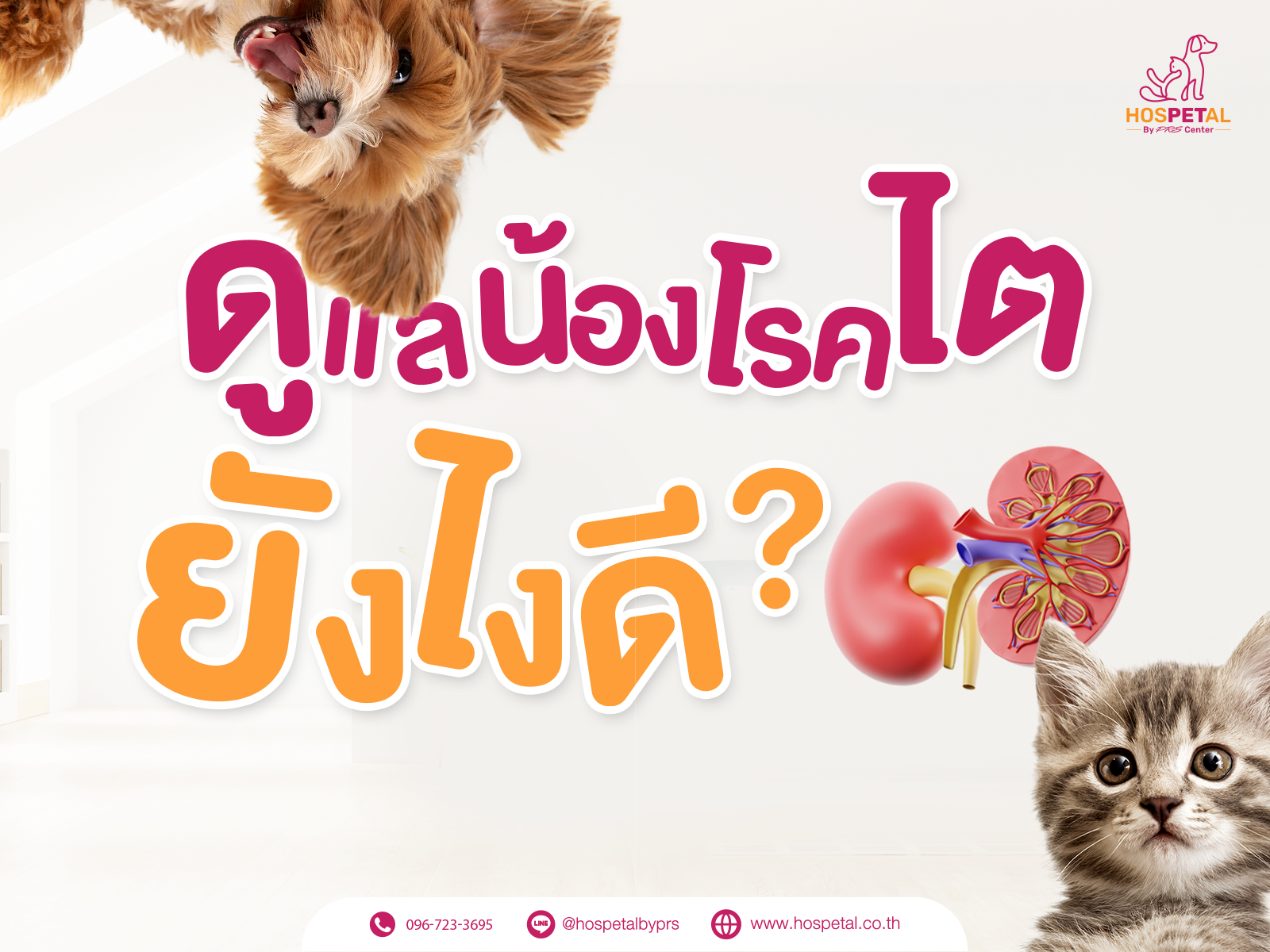 5 ข้อสังเกตที่บอกว่าน้องแมวเข้าสู่วัยชรา(copy)