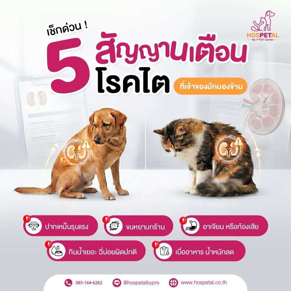 โรคไตในสุนัขแมวปรึกษาเรา Hospetal By PRS Center