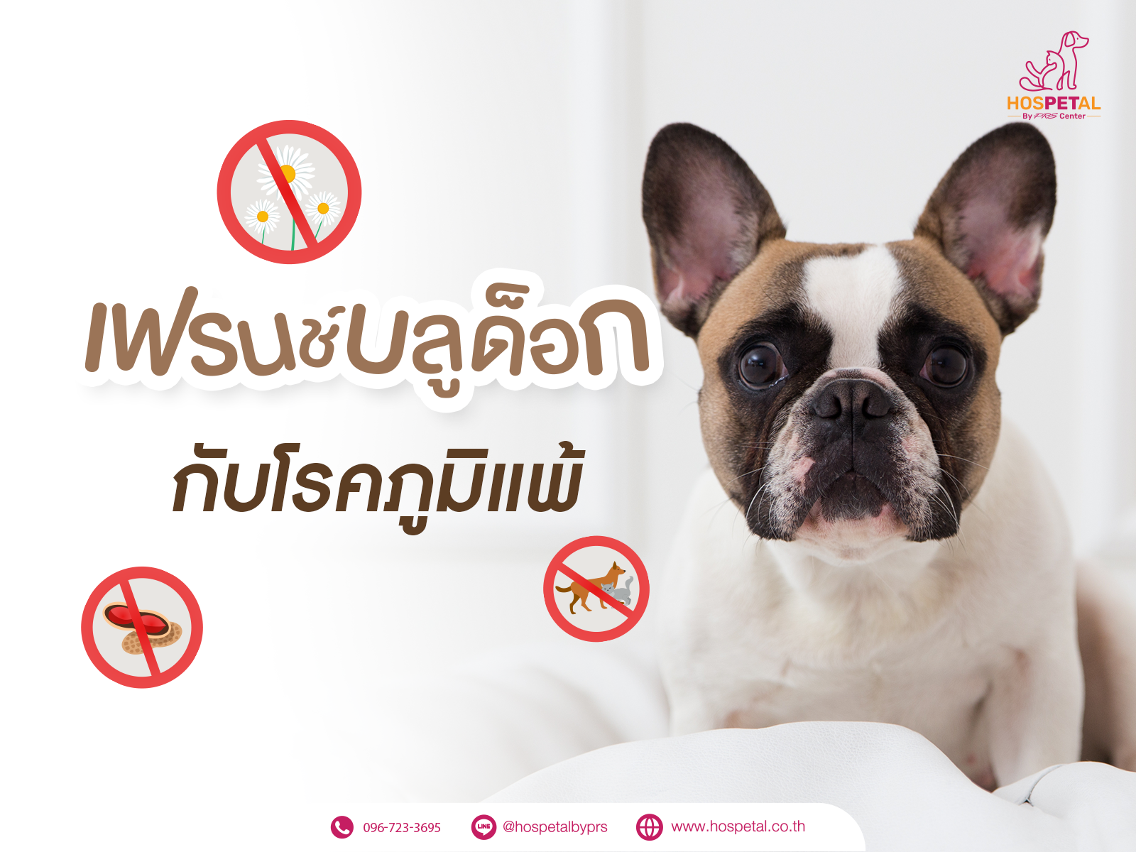 เฟรนช์บลูด็อกกับโรคภูมิแพ้