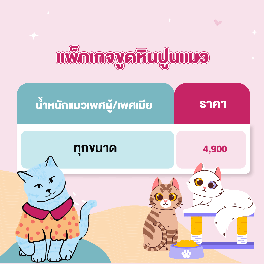 ขูดหินปูนแมว ขูดหินปูนแมว