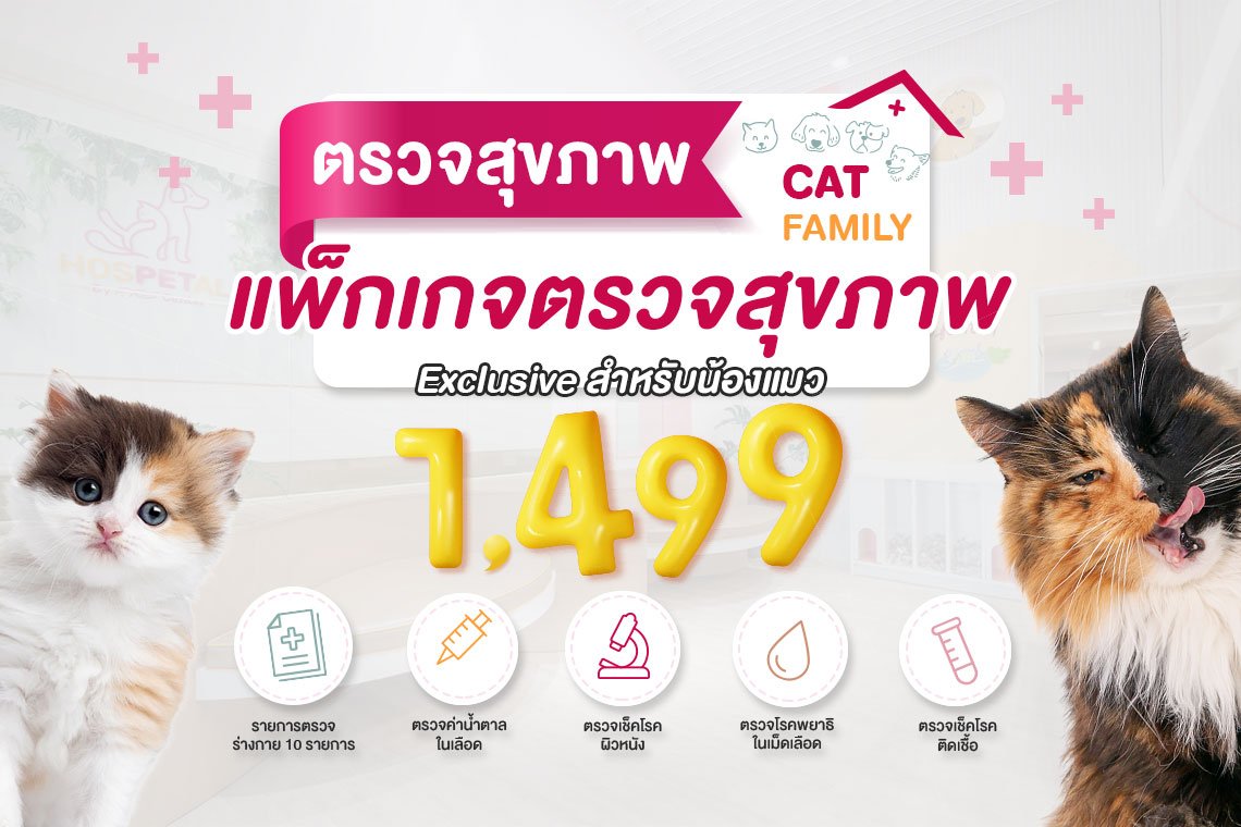 ตรวจสุขภาพน้องแมว 1,499 สุด Exclusive