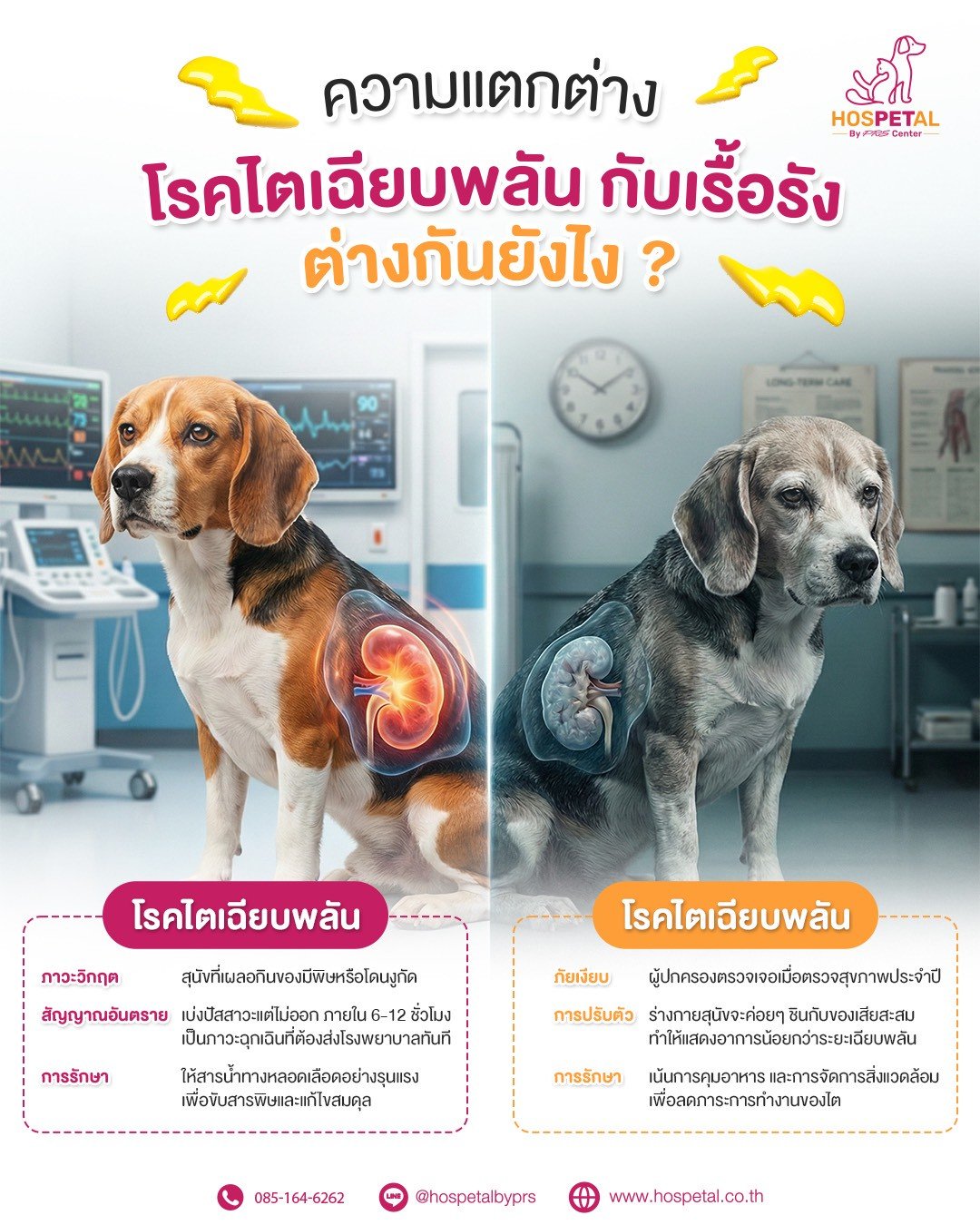 รักษาโรคไตหมาแมว