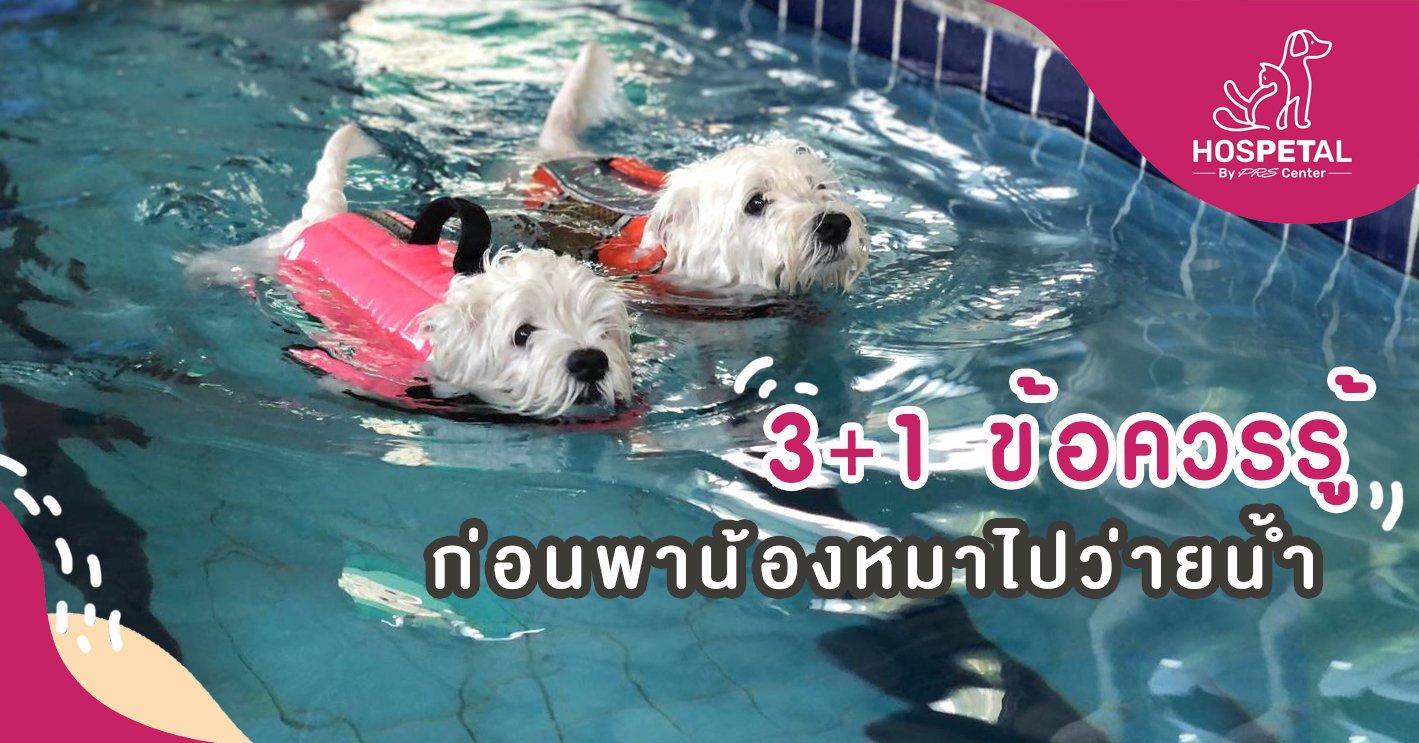 สระว่ายน้ำสุนัข: 3+1 สิ่งที่ควรรู้ก่อนพาน้องหมาไปว่ายน้ำ