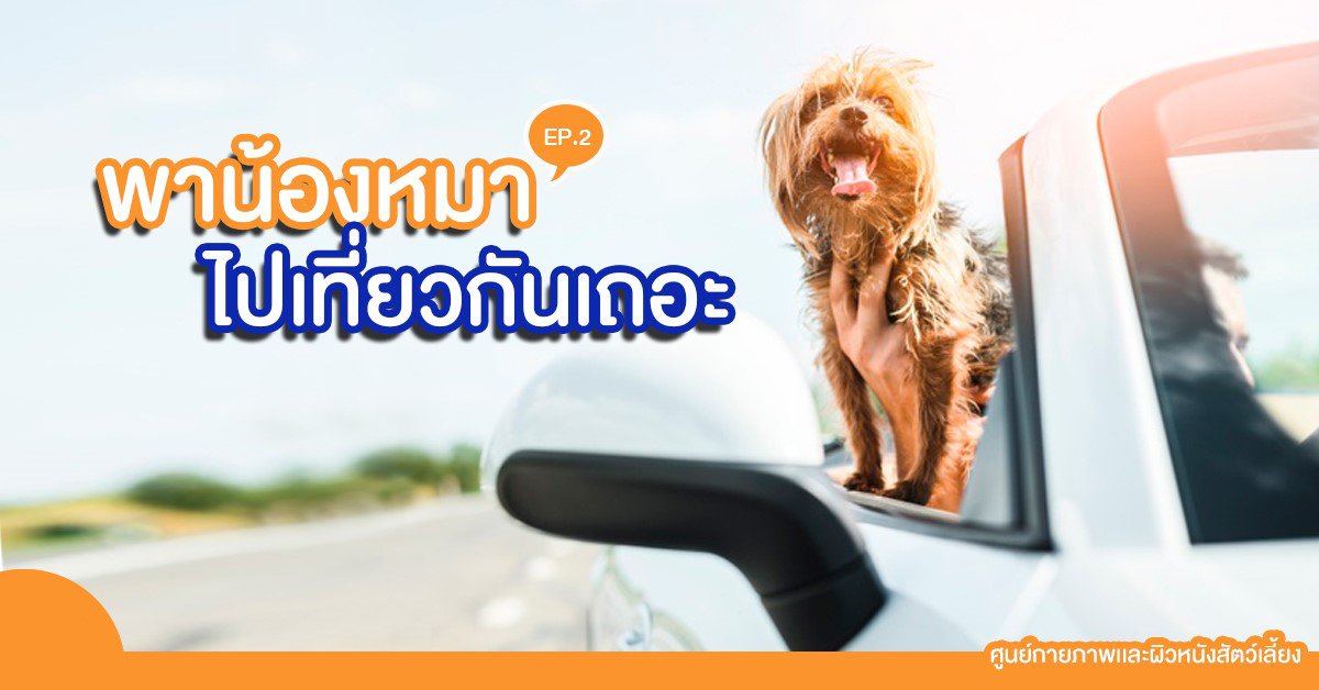 4+3 ข้อควรทำ เมื่อพาน้องหมานั่งรถเดินทางไกล 4+3 ข้อควรทำ เมื่อพาน้องหมานั่งรถเดินทางไกล