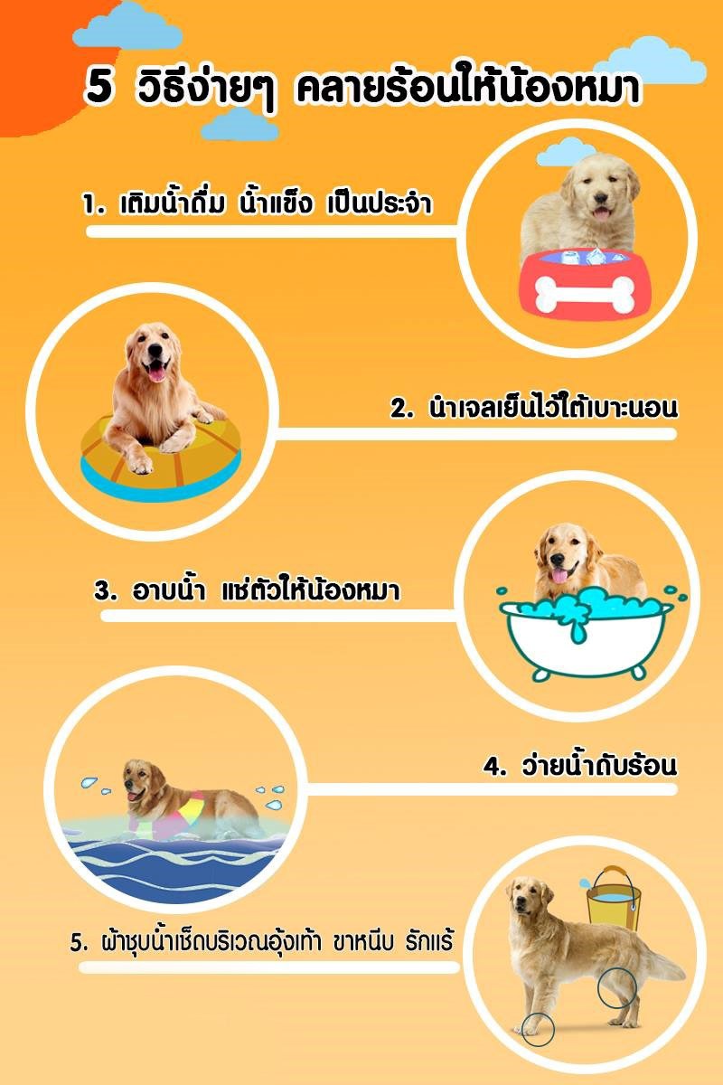 5 วิธีง่ายๆคลายร้อนให้น้องหมา - Hospetal