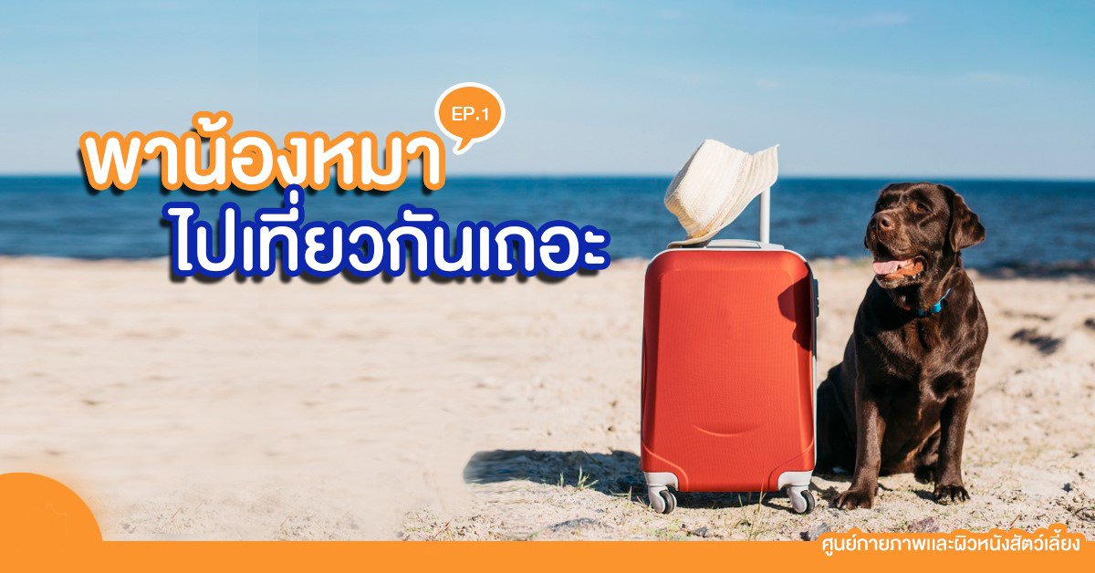 5 สิ่งที่ต้องเตรียม ก่อนพาน้องหมาเดินทางไกลช่วงวันหยุดยาว 5 สิ่งที่ต้องเตรียม ก่อนพาน้องหมาเดินทางไกลช่วงวันหยุดยาว
