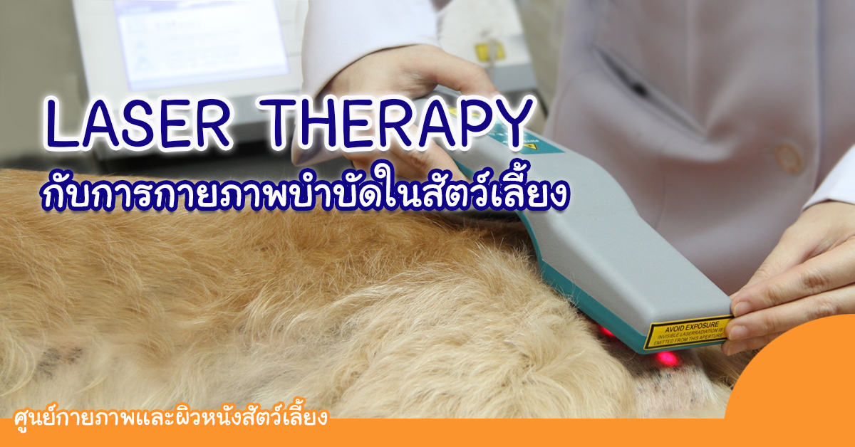 การทำกายภาพบําบัดในสัตว์เลี้ยงด้วยเลเซอร์ (laser) การทำกายภาพบําบัดในสัตว์เลี้ยงด้วยเลเซอร์ (laser)