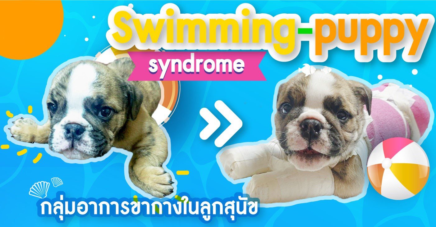 Swimming-puppy syndrome (กลุ่มอาการขากางในลูกสุนัข)