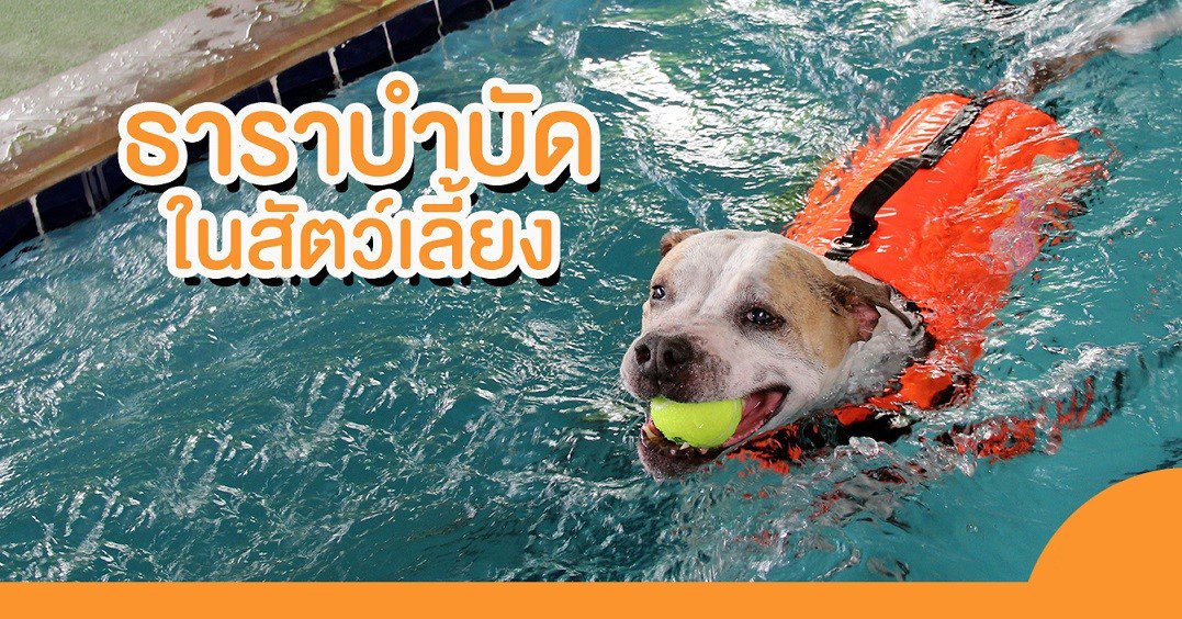 การทำกายภาพบำบัดสุนัขด้วยธาราบำบัด การทำกายภาพบำบัดสุนัขด้วยธาราบำบัด