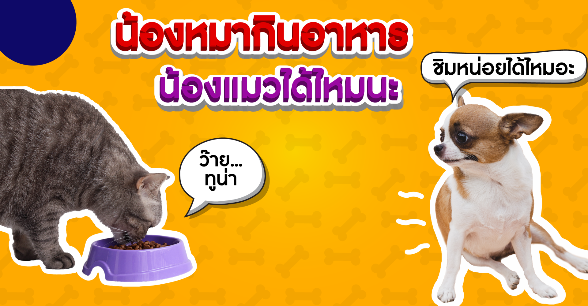 ทำไมถึงห้ามน้องหมากินอาหารแมวเหมียว??? ทำไมถึงห้ามน้องหมากินอาหารแมวเหมียว???