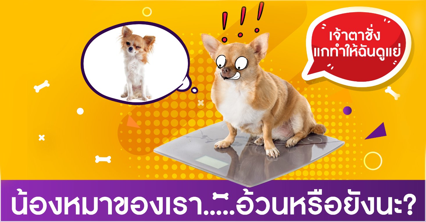 น้องหมาของเรา.....อ้วนหรือยังนะ? น้องหมาของเรา.....อ้วนหรือยังนะ?