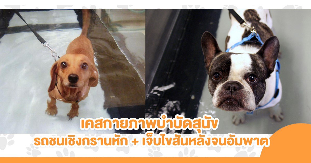 เรื่องเล่ากายภาพ... เคสน้องหมาโดนรถชนจนเชิงกรานหัก + เคสสุนัขบาดเจ็บไขสันหลังจนเป็นอัมพาต เรื่องเล่ากายภาพ... เคสน้องหมาโดนรถชนจนเชิงกรานหัก + เคสสุนัขบาดเจ็บไขสันหลังจนเป็นอัมพาต