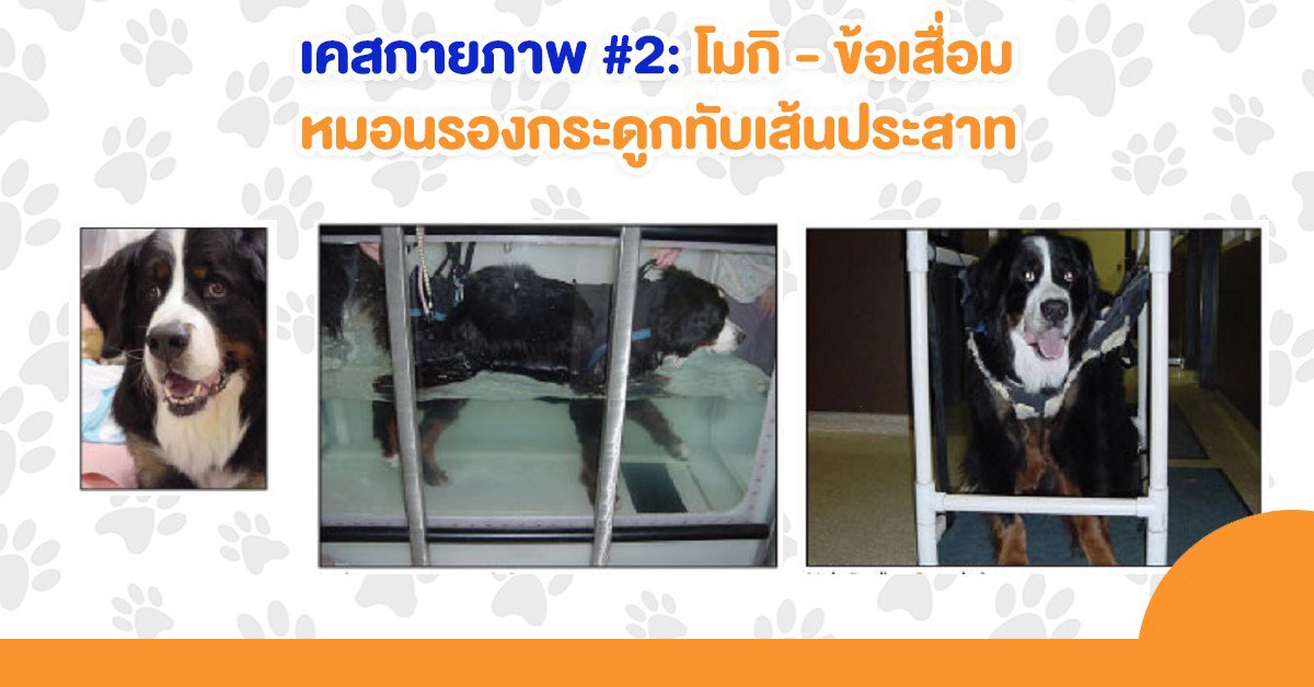 เคสกายภาพบำบัดสุนัข #2 : เมื่อโมกิเป็นข้อเสื่อม + หมอนรองกระดูกทับเส้นประสาท เคสกายภาพบำบัดสุนัข #2 : เมื่อโมกิเป็นข้อเสื่อม + หมอนรองกระดูกทับเส้นประสาท