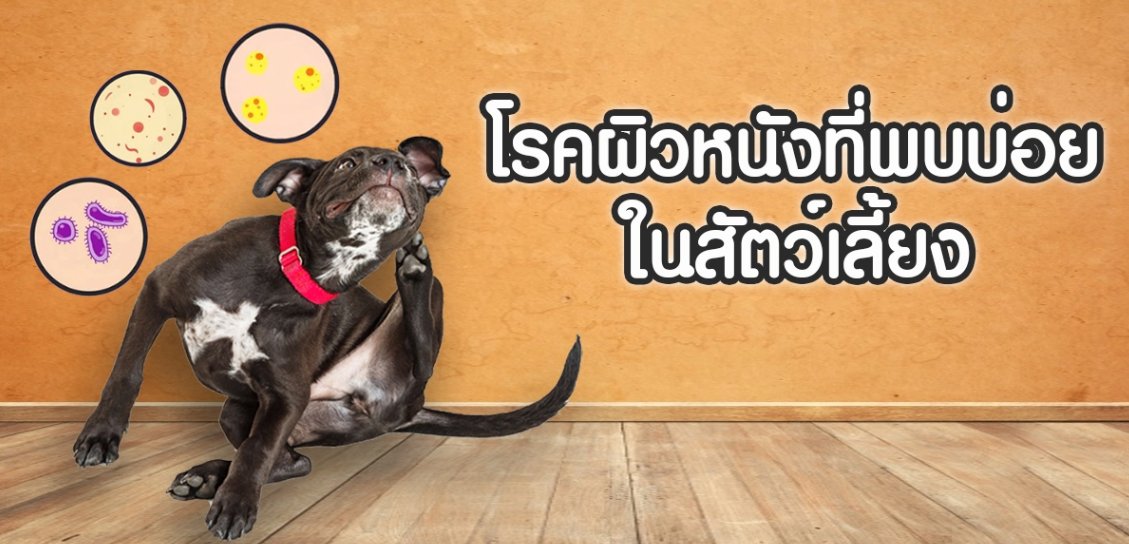 โรคผิวหนังที่พบบ่อยในสัตว์เลี้ยง โรคผิวหนังที่พบบ่อยในสัตว์เลี้ยง