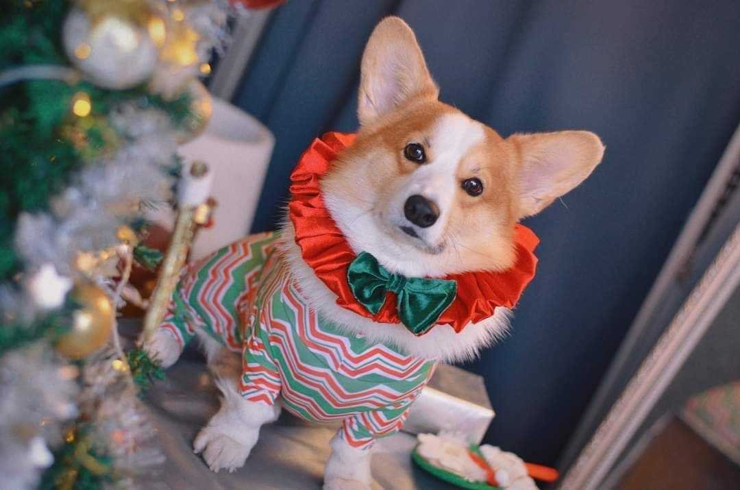 Daddy Dog ชุดกันขนร่วง สำหรับสุนัข ลายแคนดี้
