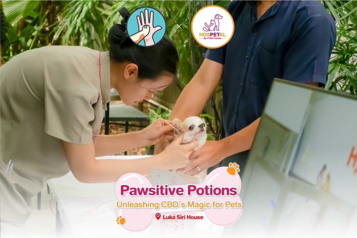 ภาพกิจกรรม Pawsitive Potions Unleashing CBD's Magic for Pets ภาพกิจกรรม Pawsitive Potions Unleashing CBD's Magic for Pets