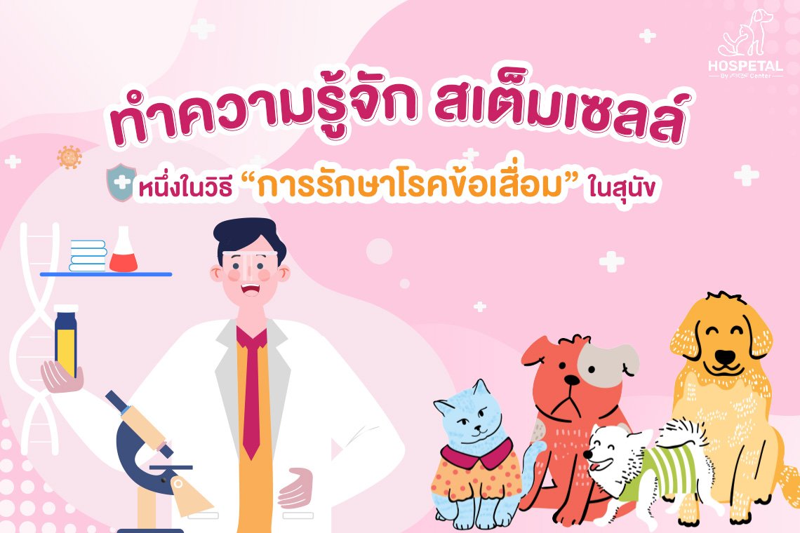 สเต็มเซลล์ สเต็มเซลล์