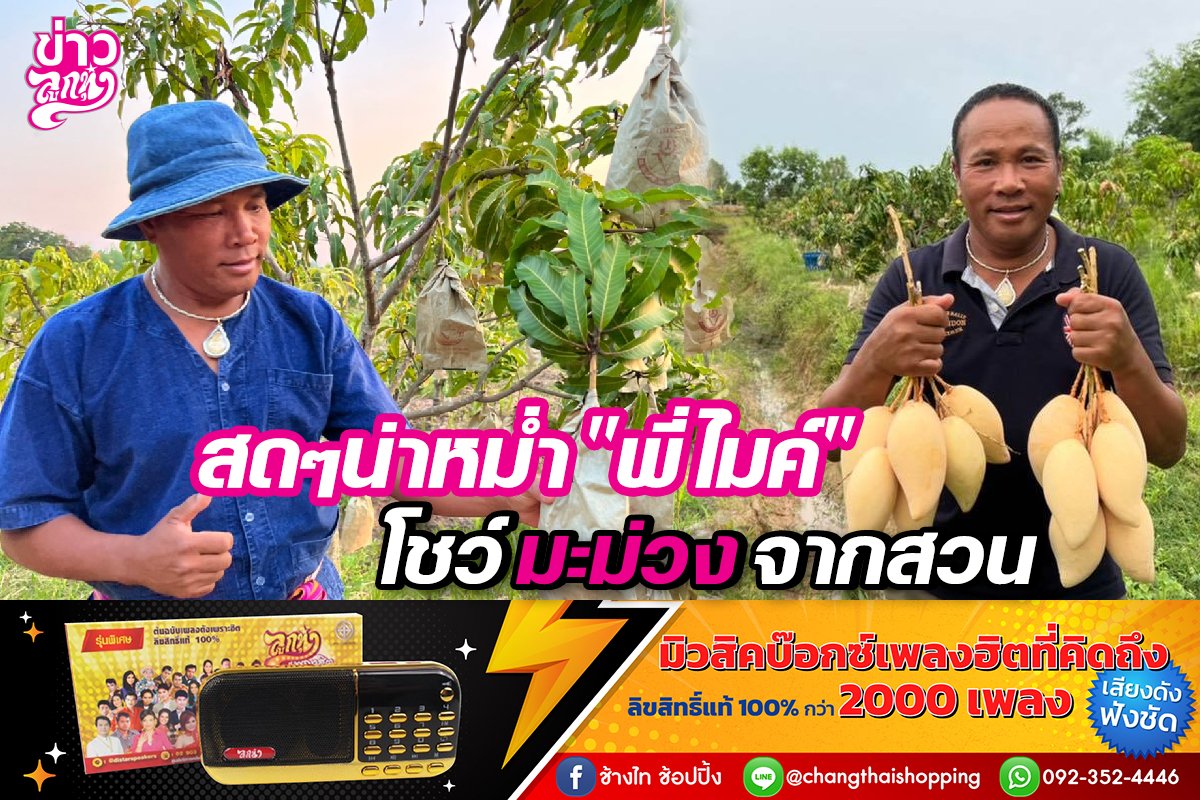 สดๆน่าหม่ำ”พี่ไมค์” โชว์มะม่วงจากสวน สดๆน่าหม่ำ”พี่ไมค์” โชว์มะม่วงจากสวน