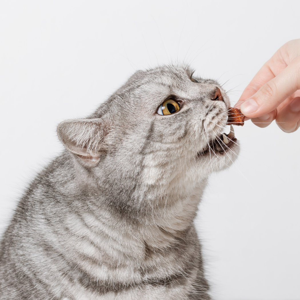 Premium Pet Treats in Thailand | Natural Snacks – Jelly Pet