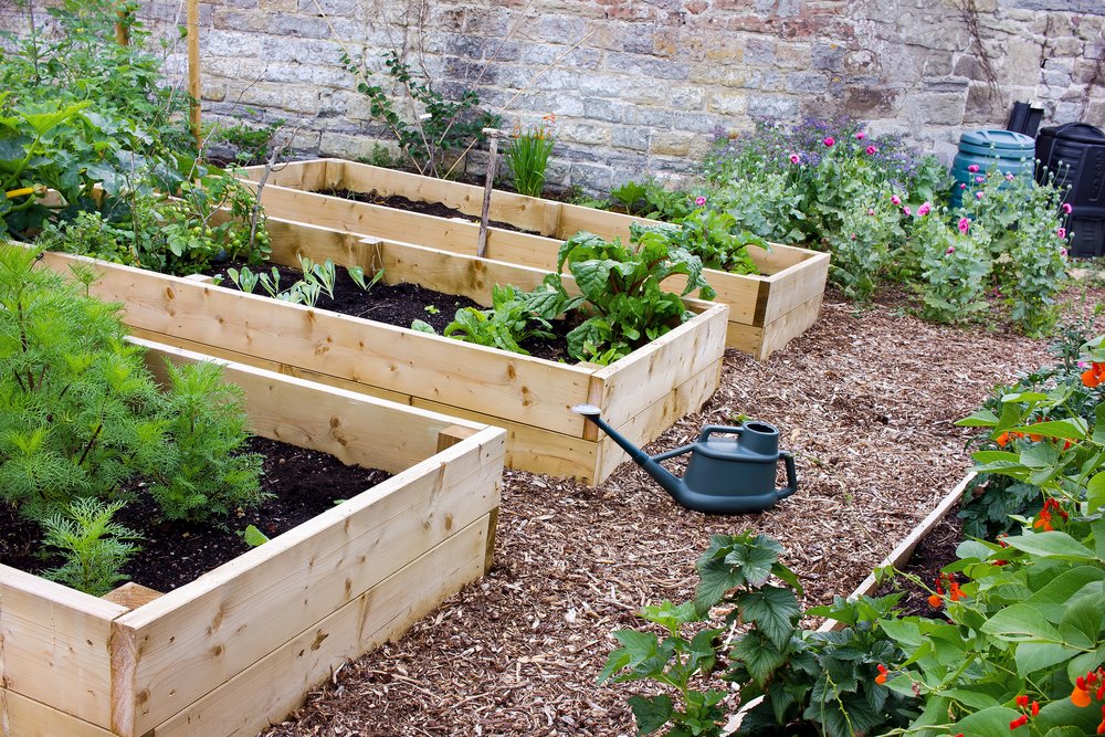 Home-grown Vegetables Garden