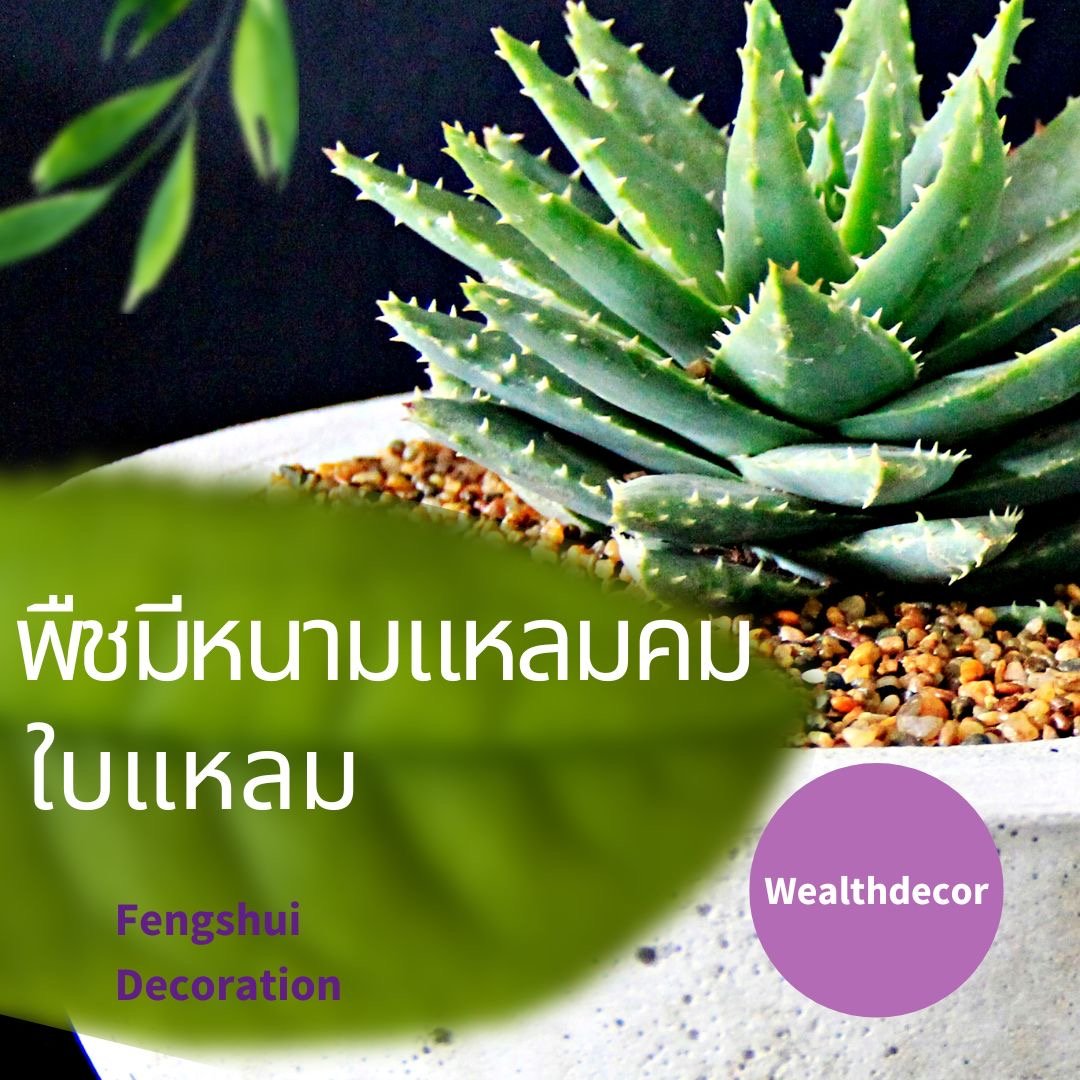 5 ต้นไม้ที่นำโชคร้ายมาสู่คุณ - Wealthdecor