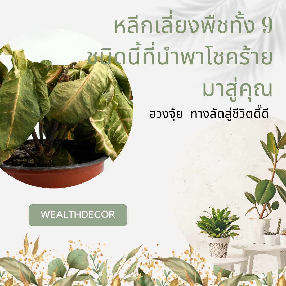 หลีกเลี่ยงพืชทั้ง 9 ชนิดนี้ที่นำพาโชคร้ายและพลังด้านลบ หลีกเลี่ยงพืชทั้ง 9 ชนิดนี้ที่นำพาโชคร้ายและพลังด้านลบ