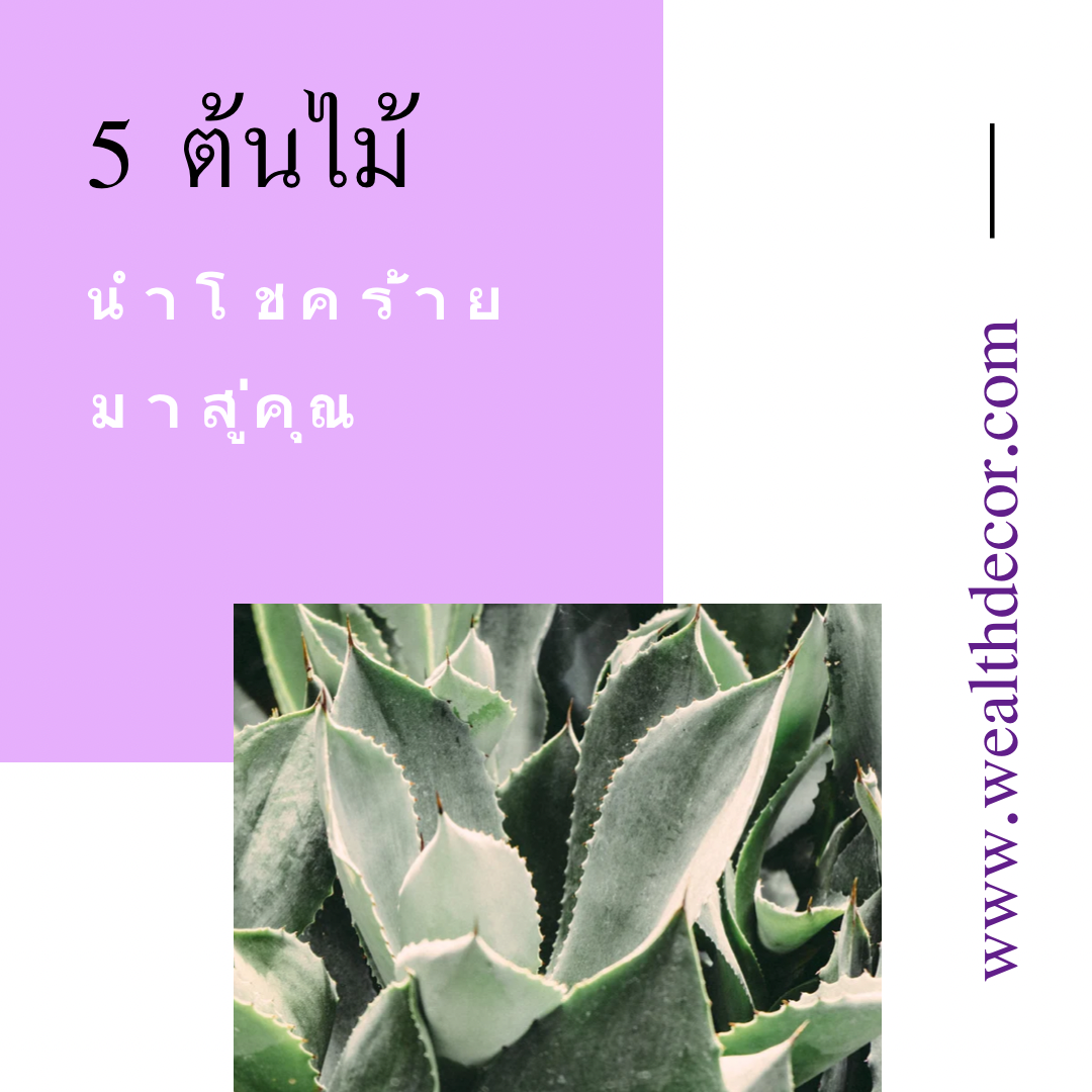 5 ต้นไม้ที่นำโชคร้ายมาสู่คุณ 5 ต้นไม้ที่นำโชคร้ายมาสู่คุณ