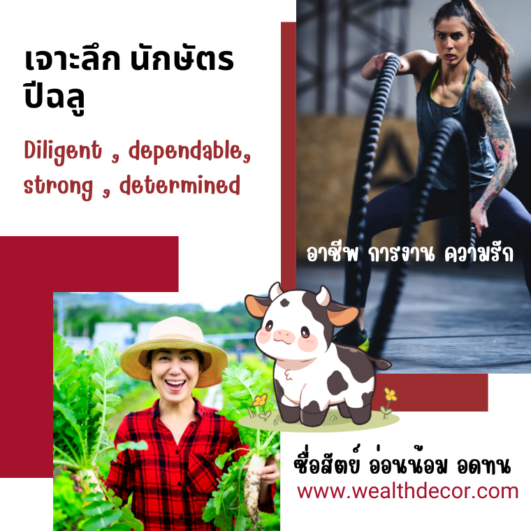 เจาะลึก นักษัตรปีฉลู วัวขยัน พากเพียร และความซื่อสัตย์ เจาะลึก นักษัตรปีฉลู วัวขยัน พากเพียร และความซื่อสัตย์