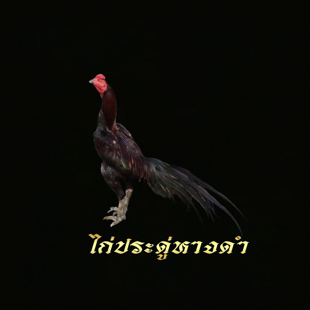 ไก่ประดู่หางดำ
