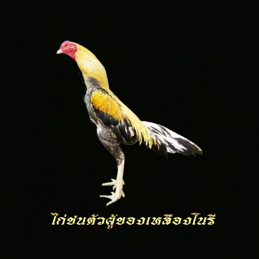 ไก่ชนตัวผู้ของเหลืองโนรี