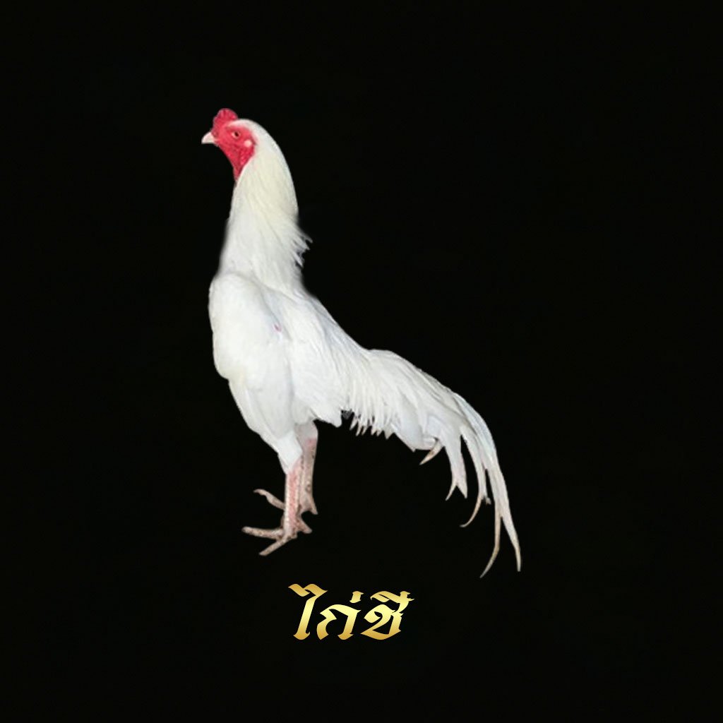 ไก่ชี