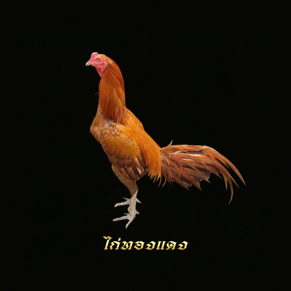 ไก่ทองแดง