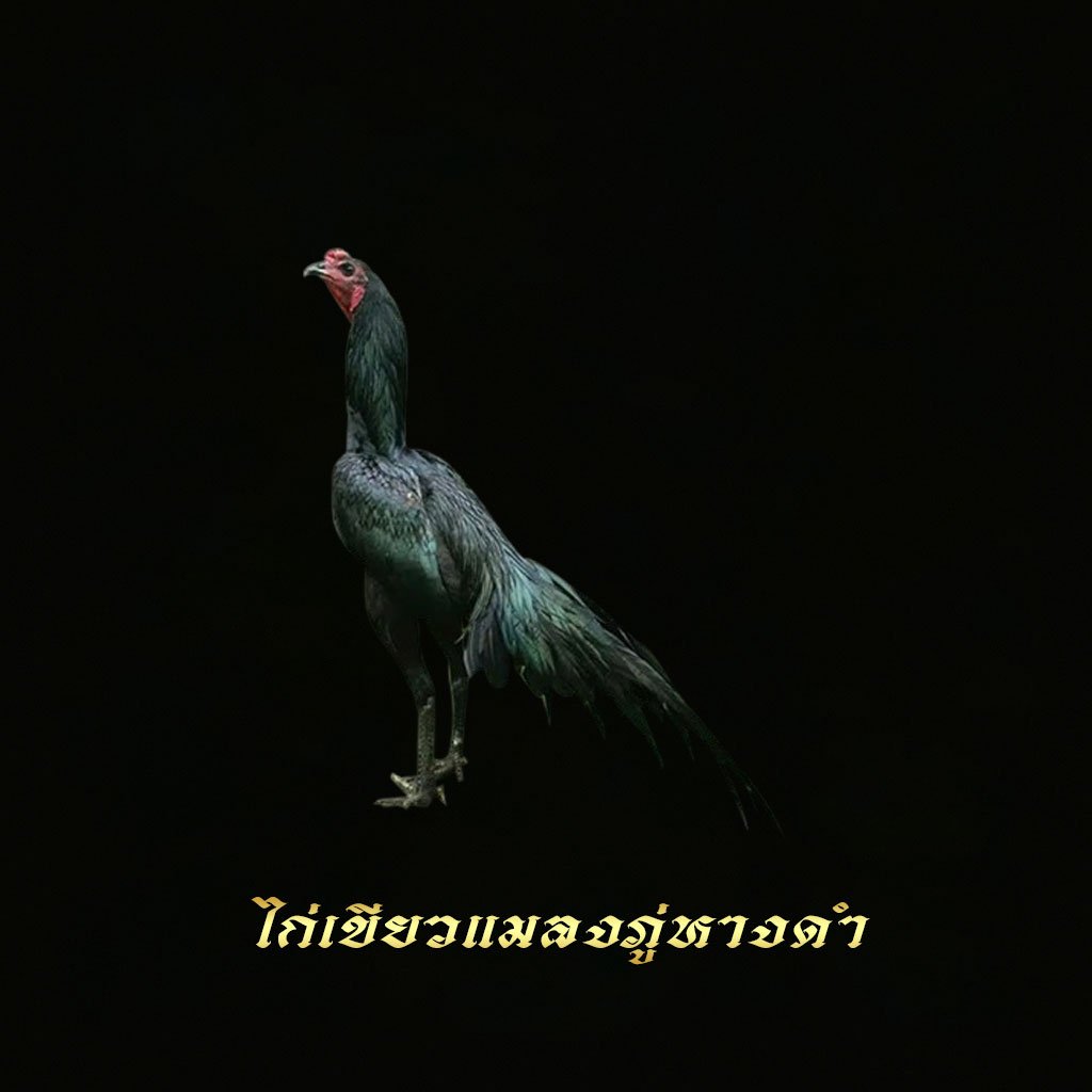 ไก่เขียวแมลงภู่หางดำ