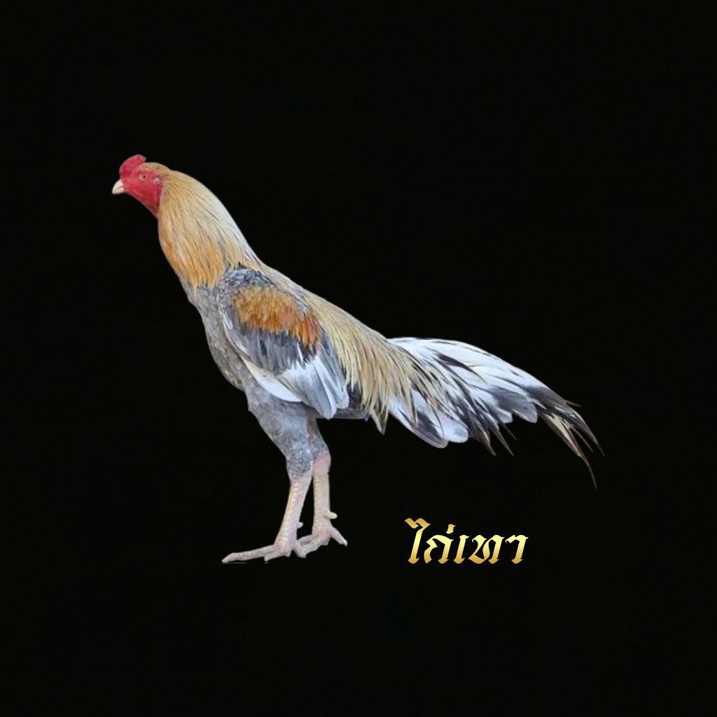 ไก่เทา