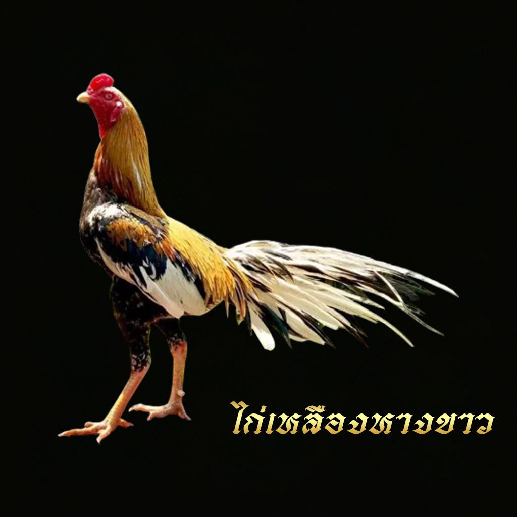 ไก่เหลืองหางขาว