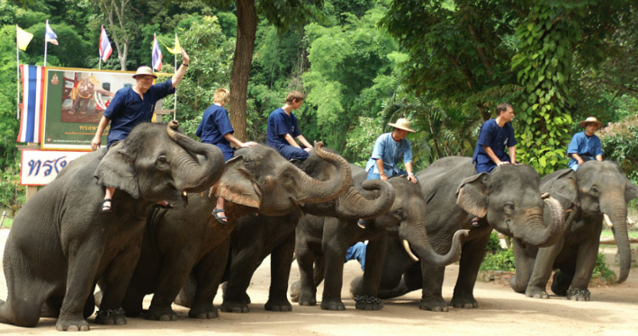 ศูนย์ช้างไทยมอบของขวัญปีใหม่ยกเว้นค่าเข้าแก่ผู้สูงอายุและพิการ ตั้งแต่ 16 ธ.ค. 62 ถึง 15 ม.ค. 63