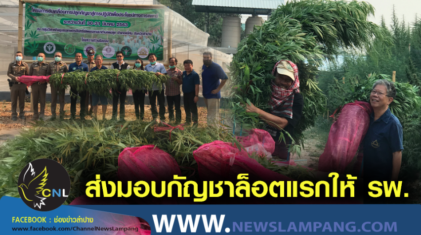 วิสาหกิจชุมชนกลุ่มเกษตรอินทรีย์เพชรลานนาจังหวัดลำปางส่งมอบต้นกัญชาสดให้กับ รพ.พระยุพราชชุดแรกแล้วกว่า500กิโลกรัมเพื่อนำไปใช้ประโยชน์ทางการแพทย์