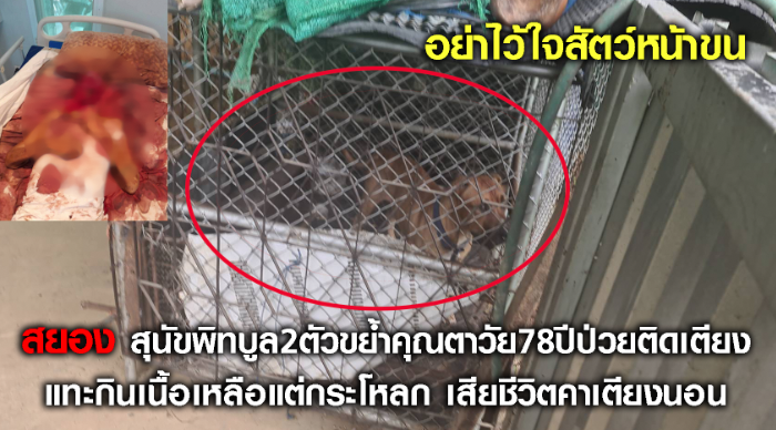 สยอง สุนัขพิทบูล2ตัวขย้ำคุณตาป่วยติดเตียงแทะกินเนื้อเหลือแต่กระโหลกเสียชีวิตคาเตียงนอ
