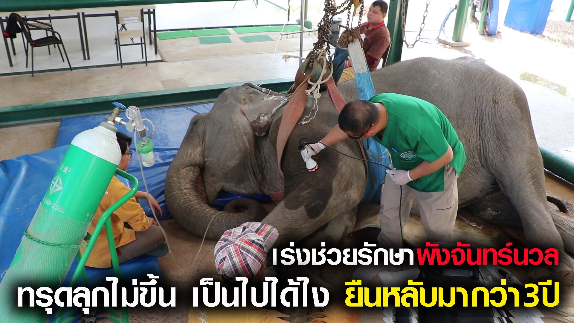 สัตวแพทย์เร่งช่วยพังจันทร์นวล-เกิดอาการปวดขาหน้าซ้ายจนทรุด-ควาญเผย-ช้างไม่ยอมล้มตัวนอนหลับ-ยืนหลับมากว่า3ปี