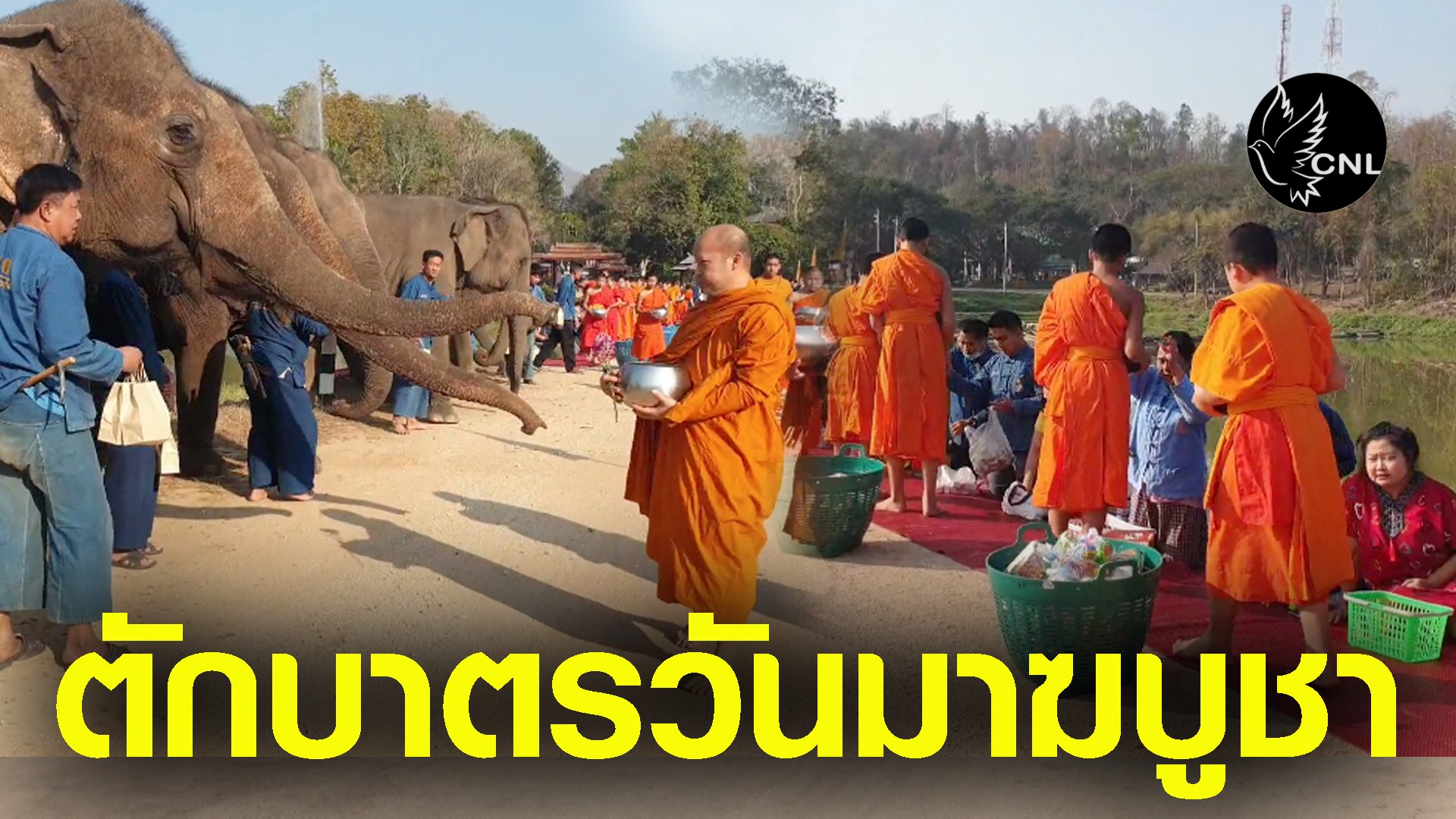 ศูนย์อนุรักษ์ช้างไทยนำช้าง16เชือกร่วมตักบาตรเนื่องในวันมาฆบูชาได้บุญทั้งคนและช้าง